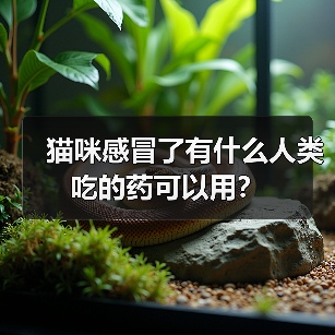 猫咪感冒了有什么人类吃的药可以用?(图1) 猫咪感冒了有什么人类吃的药可以用?(图1)