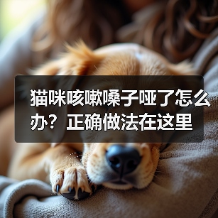 猫咪咳嗽嗓子哑了怎么办？正确做法在这里（图3）