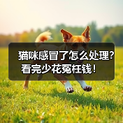 猫咪感冒了怎么处理?看完少花冤枉钱!(图3) 猫咪感冒了怎么处理?看完少花冤枉钱!(图3)