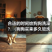 合适的时间给狗狗洗澡？（狗狗买来多久能洗澡？）（图3）