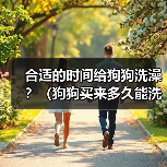 合适的时间给狗狗洗澡？（狗狗买来多久能洗澡？）（图2）