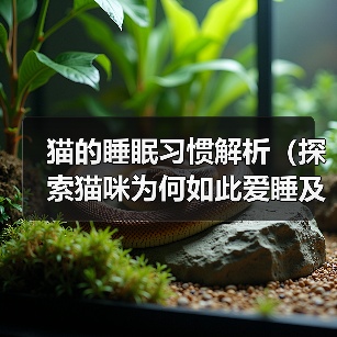 猫的睡眠习惯解析(探索猫咪为何如此爱睡及其对生活的影响)(图2) 猫的睡眠习惯解析(探索猫咪为何如此爱睡及其对生活的影响)(图2)