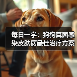 每日一学:狗狗真菌感染皮肤病最佳治疗方案(图3) 每日一学:狗狗真菌感染皮肤病最佳治疗方案(图3)