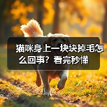 猫咪身上一块块掉毛怎么回事?看完秒懂(图1) 猫咪身上一块块掉毛怎么回事?看完秒懂(图1)