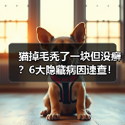 猫掉毛秃了一块但没癣?6大隐藏病因速查!(图3) 猫掉毛秃了一块但没癣?6大隐藏病因速查!(图3)