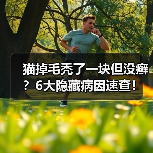 猫掉毛秃了一块但没癣?6大隐藏病因速查!(图4) 猫掉毛秃了一块但没癣?6大隐藏病因速查!(图4)