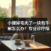 小猫掉毛秃了一块有干癣怎么办?专业诊疗指南来了(图3) 小猫掉毛秃了一块有干癣怎么办?专业诊疗指南来了(图3)