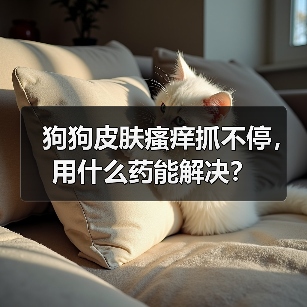 狗狗皮肤瘙痒抓不停,用什么药能解决?(图1) 狗狗皮肤瘙痒抓不停,用什么药能解决?(图1)