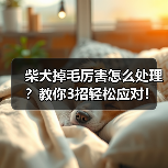柴犬掉毛厉害怎么处理?教你3招轻松应对!(图4) 柴犬掉毛厉害怎么处理?教你3招轻松应对!(图4)