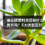 猫总舔塑料袋是缺什么营养吗?5大诱因及对应症状解析(图4) 猫总舔塑料袋是缺什么营养吗?5大诱因及对应症状解析(图4)