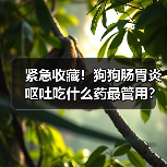 紧急收藏!狗狗肠胃炎呕吐吃什么药最管用?(图3) 紧急收藏!狗狗肠胃炎呕吐吃什么药最管用?(图3)