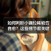 如何判断小猫拉稀能否自愈？这些细节很关键（图3）