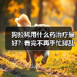 狗拉稀用什么药治疗最好？看完不再手忙脚乱（图3）