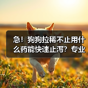 急！狗狗拉稀不止用什么药能快速止泻？专业解答来了（图3）
