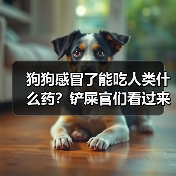 狗狗感冒了能吃人类什么药？铲屎官们看过来！（图2）