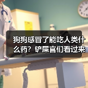 狗狗感冒了能吃人类什么药？铲屎官们看过来！