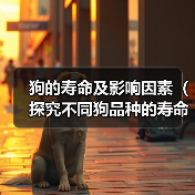 狗的寿命及影响因素(探究不同狗品种的寿命,以及影响狗寿命的关键因素)(图1) 狗的寿命及影响因素(探究不同狗品种的寿命,以及影响狗寿命的关键因素)(图1)