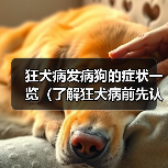 狂犬病发病狗的症状一览（了解狂犬病前先认识狗的早期症状）（图3）