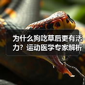 为什么狗吃草后更有活力？运动医学专家解析肠道健康关联（图2）