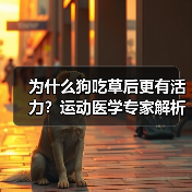 为什么狗吃草后更有活力？运动医学专家解析肠道健康关联（图4）