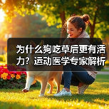 为什么狗吃草后更有活力？运动医学专家解析肠道健康关联（图1）
