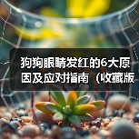 狗狗眼睛发红的6大原因及应对指南(收藏版)(图4) 狗狗眼睛发红的6大原因及应对指南(收藏版)(图4)