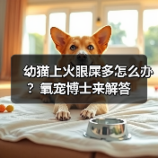幼猫上火眼屎多怎么办?氧宠博士来解答(图3) 幼猫上火眼屎多怎么办?氧宠博士来解答(图3)