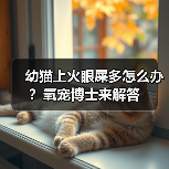 幼猫上火眼屎多怎么办?氧宠博士来解答(图1) 幼猫上火眼屎多怎么办?氧宠博士来解答(图1)