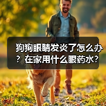 狗狗眼睛发炎了怎么办?在家用什么眼药水?(图1) 狗狗眼睛发炎了怎么办?在家用什么眼药水?(图1)