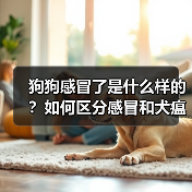 狗狗感冒了是什么样的?如何区分感冒和犬瘟热?(图1) 狗狗感冒了是什么样的?如何区分感冒和犬瘟热?(图1)