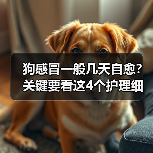 狗感冒一般几天自愈?关键要看这4个护理细节(图1) 狗感冒一般几天自愈?关键要看这4个护理细节(图1)