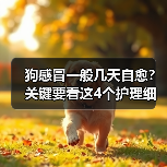 狗感冒一般几天自愈?关键要看这4个护理细节(图2) 狗感冒一般几天自愈?关键要看这4个护理细节(图2)