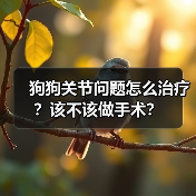 狗狗关节问题怎么治疗?该不该做手术?(图2) 狗狗关节问题怎么治疗?该不该做手术?(图2)