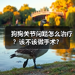 狗狗关节问题怎么治疗?该不该做手术?(图4) 狗狗关节问题怎么治疗?该不该做手术?(图4)