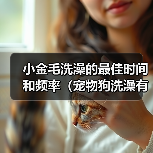 小金毛洗澡的最佳时间和频率（宠物狗洗澡有讲究，别错过最佳时机！）
