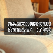 新买回来的狗狗何时打疫苗最合适?(了解狗狗打疫苗的时间表与重要性)(图1) 新买回来的狗狗何时打疫苗最合适?(了解狗狗打疫苗的时间表与重要性)(图1)