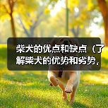 柴犬的优点和缺点（了解柴犬的优势和劣势，做出明智的选择）
