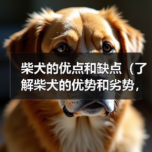 柴犬的优点和缺点(了解柴犬的优势和劣势,做出明智的选择)(图2) 柴犬的优点和缺点(了解柴犬的优势和劣势,做出明智的选择)(图2)