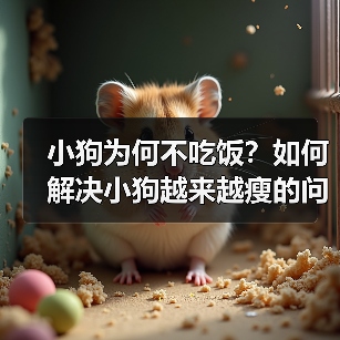 小狗为何不吃饭?如何解决小狗越来越瘦的问题(了解小狗不吃饭的原因及有效的应对方法)(图4) 小狗为何不吃饭?如何解决小狗越来越瘦的问题(了解小狗不吃饭的原因及有效的应对方法)(图4)