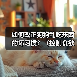 如何改正狗狗乱吃东西的坏习惯？（控制食欲培养良好的饮食习惯）（图2）