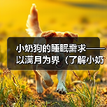 小奶狗的睡眠需求——以满月为界（了解小奶狗满月后的睡眠时长和注意事项）