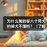 为什么我的家六个月大的柴犬不爆脸？（了解柴犬生长发育的关键，让你的宠物爆脸吧！）