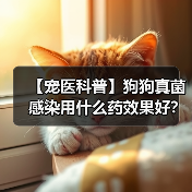 【宠医科普】狗狗真菌感染用什么药效果好?(图1) 【宠医科普】狗狗真菌感染用什么药效果好?(图1)