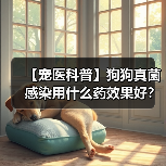 【宠医科普】狗狗真菌感染用什么药效果好?(图4) 【宠医科普】狗狗真菌感染用什么药效果好?(图4)