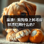 崩溃!狗狗身上掉毛皮肤溃烂用什么药?(图2) 崩溃!狗狗身上掉毛皮肤溃烂用什么药?(图2)