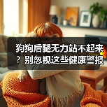 狗狗后腿无力站不起来？别忽视这些健康警报！（图1）