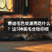 泰迪毛色变漂亮吃什么?这5种美毛食物你喂对了吗(图4) 泰迪毛色变漂亮吃什么?这5种美毛食物你喂对了吗(图4)