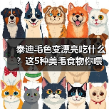 泰迪毛色变漂亮吃什么?这5种美毛食物你喂对了吗(图1) 泰迪毛色变漂亮吃什么?这5种美毛食物你喂对了吗(图1)