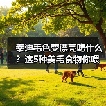 泰迪毛色变漂亮吃什么?这5种美毛食物你喂对了吗(图3) 泰迪毛色变漂亮吃什么?这5种美毛食物你喂对了吗(图3)