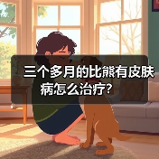 三个多月的比熊有皮肤病怎么治疗？（图4）